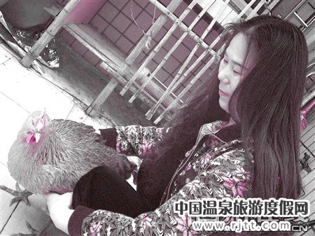 母鸡目睹公鸡被杀撞壁拟殉情并不再生蛋(图)